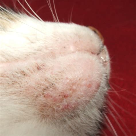 How To Treat Your Dog And Cats Acne At Home Veterinary Secrets With