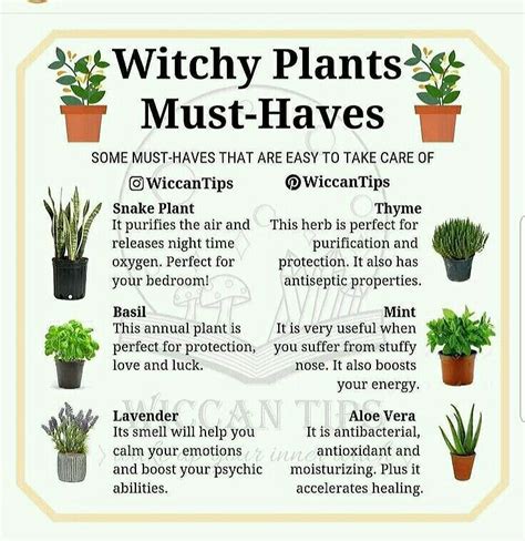 Plantas Mágicas In 2020 Witch Herbs Witchy Garden Herbalism