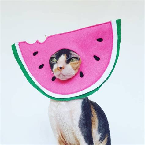 Watermelon Cat Hat Costume Best Cat Costumes For Halloween 2020