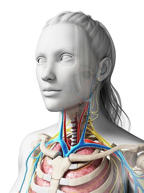 Human Anatomy Photograph By Sebastian Kaulitzki Fine Art America