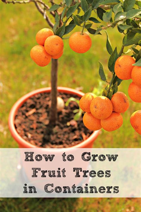 How To Grow Fruit Trees In Containers Moms Need To Know