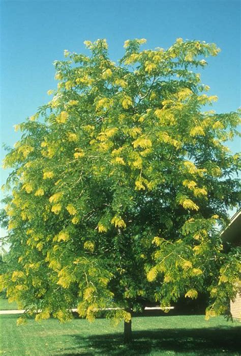 Photos, images, facts & pics on locust trees, we have many tree type varieties & species, with lots of pictures of locust trees. Gleditsia tricanthos inermis 'Sunburst'