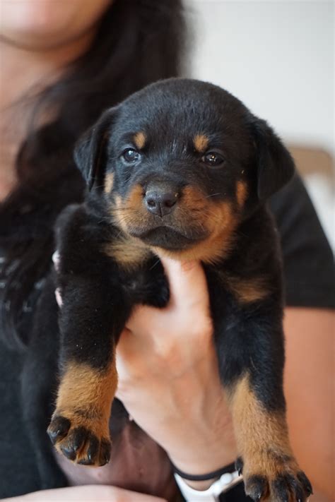Rottweiler Puppies For Sale | Orlando, FL #190023