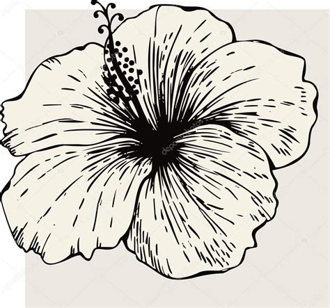 Fleur Dhibiscus Doodle Drawing Ink Drawing Drawing Sketches Art Drawings Flower Drawings