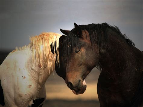 Wild Stallions Wyoming