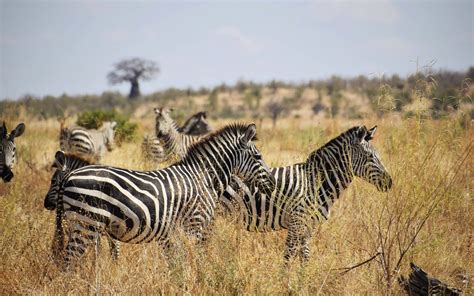 Download African Animals Zebras Wallpaper