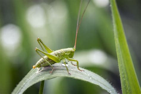 How Do Crickets Get Into Your House?