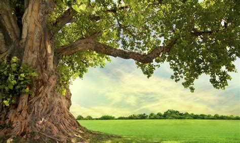 Five Trees That Need A Friend Arbor Day Blog