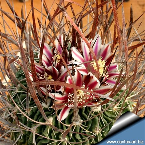 Do not water during the coolest 6 months. Echinofossulocactus lloydii (Stenocactus lloydii)