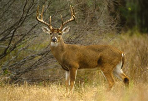 What Is The Habitat Of The White Tailed Deer