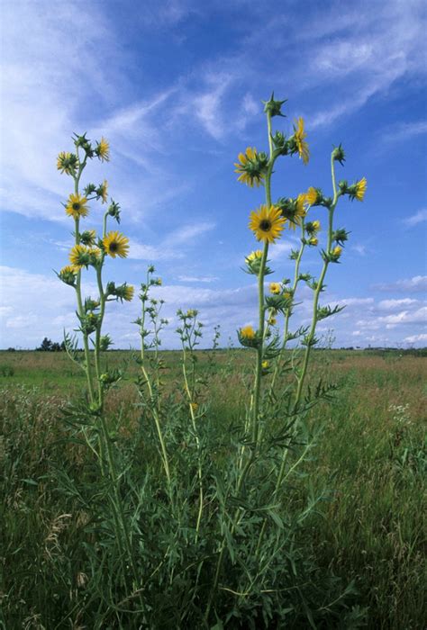 Compass Plant Metro Blooms