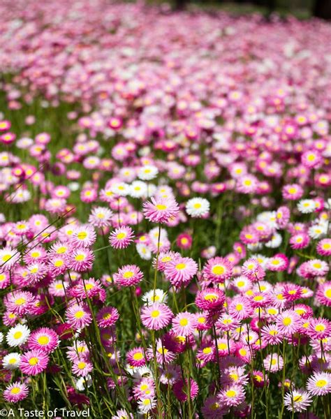 We did not find results for: Pink everlastings provide a sea of colour during ...