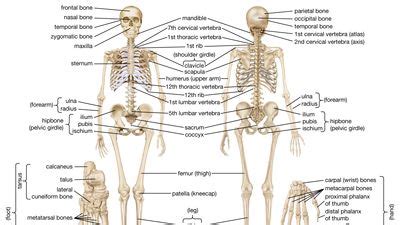 Anatomy & Physiology Portal | Britannica