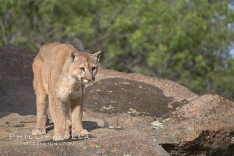 Mountain Lion Puma Concolor 15819 Natural History Photography