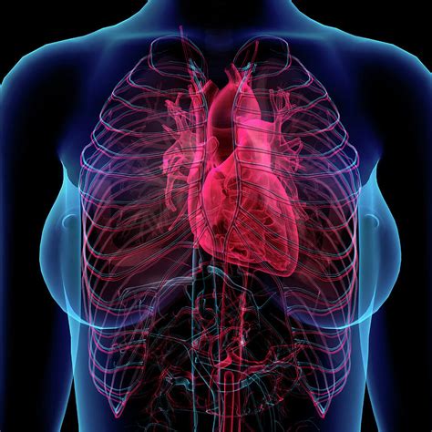 Female Chest With Heart And Circulatory Photograph By Hank Grebe