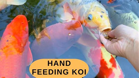 Asmr Hand Feeding Koi Fish Relaxing Koi Fish Pond Hd Waterfall