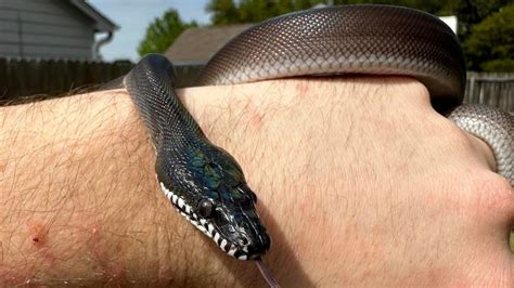 Young Imported Southern Male White Lipped Python By Preston Berry