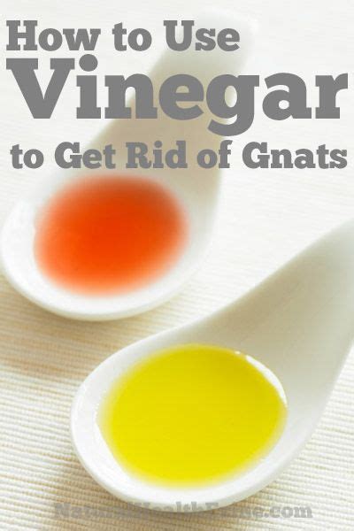Keep reading to learn how to get rid of gnats and how to prevent future infestations. can vinegar get rid of gnats? | Healthy natural living, Gnats