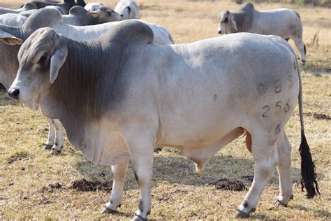 Brahman Cattle Characteristics Uses Origin