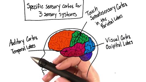 Sensory Systems Of The Brain Intro To Psychology Youtube