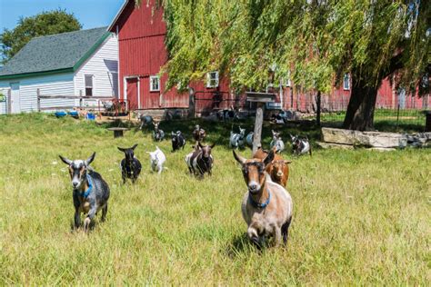 From A Hobby To A Lifestyle Grasse Acres Goat Farm Door County Pulse