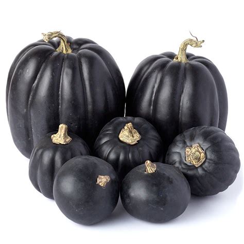 Assorted Artificial Black Pumpkins Pumpkins Fall And Thanksgiving