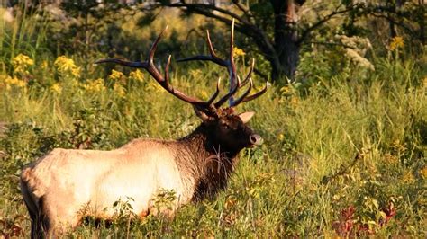 Kentucky Fish And Wildlife Opens Elk Quota Applications Wkdz Radio