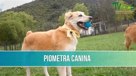 Que Es El Piometra Canino Tvagro Por Juan Gonzalo Angel Youtube