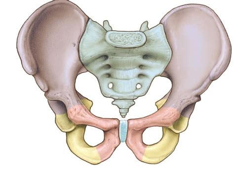 Lab 5 Bones And Features Of The Pelvic Girdle Diagram Quizlet