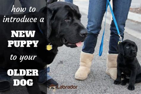 (and this still falls on me as the owner. How Do I Introduce My New Puppy to My Older Dog ...