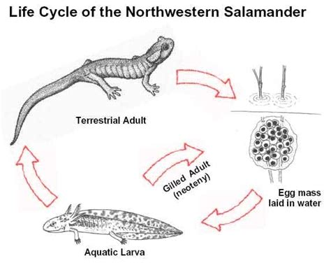 Reptiles Animal Sexual Reproduction