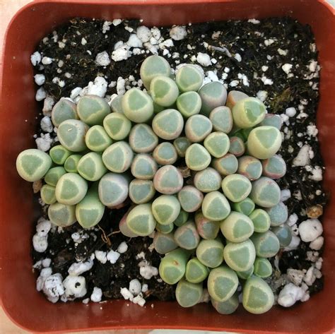 Baby Toes Succulent Fenestraria Rhopalophylla Live Plants Etsy