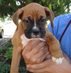 We did not find results for: Boxer Puppies For Sale | Kansas City, MO #132631 | Petzlover