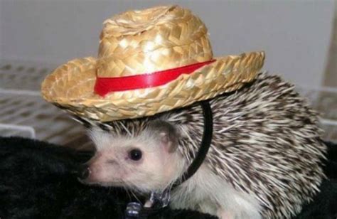 Animal Pictures 22 Adorable Animals Wearing Hats