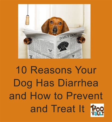 10 Reasons Your Dog Has Diarrhea And How To Prevent And Treat It Dog
