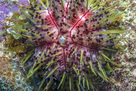 Caribbean Coral Garden Sea Urchin Stock Photo Image Of Animals