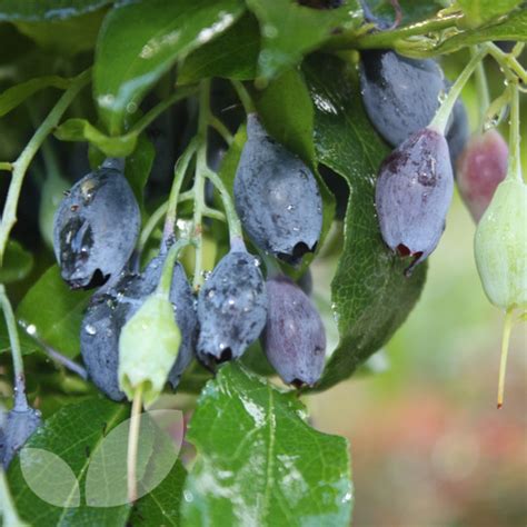 Maybe you would like to learn more about one of these? Blueberry Bluedrop | New Semi Evergreen Variety