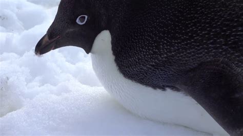 World Penguin Day Psa Chubby Penguins Youtube