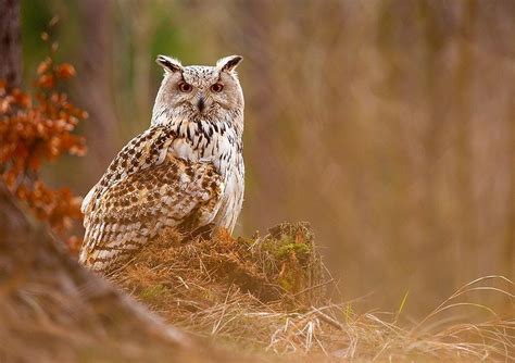Siberian Eagle Owl By Robert Adamec On 500px With Images