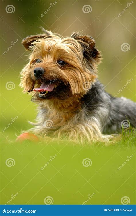 Yorshire Terrier Stock Photo Image Of Domesticated Yorki