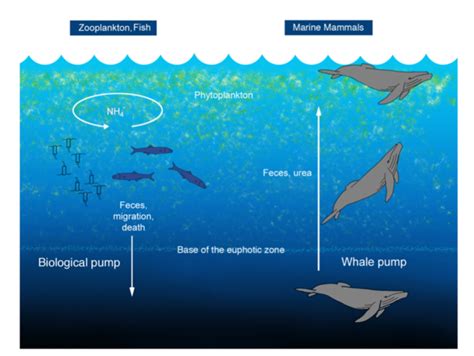 Whales Sustain Fisheries Constantine Alexanders Journal
