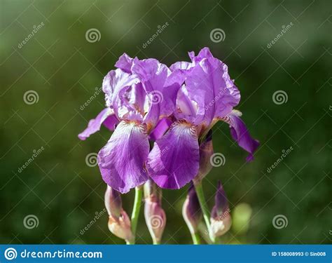 Two Purple Irises In The Garden Beautiful Iris Flower Varieties Violet