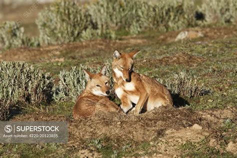 Abyssinian Ethiopian Wolf Simien Jackal Simien Fox Endangered