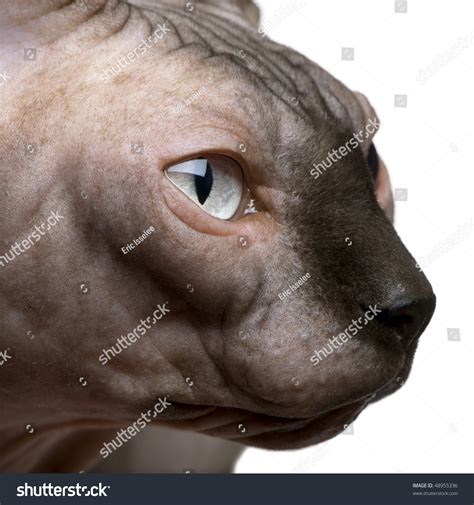 Close Up Of Sphynx Cat 1 Year Old In Front Of White Background Stock