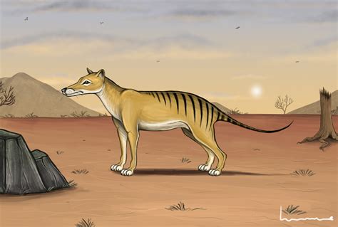 Thylacine 4 By Louisetheanimator On Deviantart