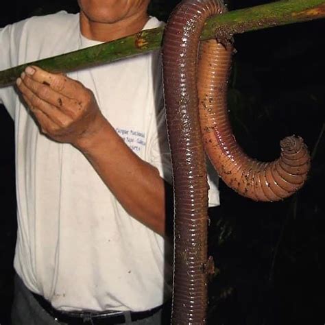 Giant Earthworm Earthworms Worms Garden Helpers