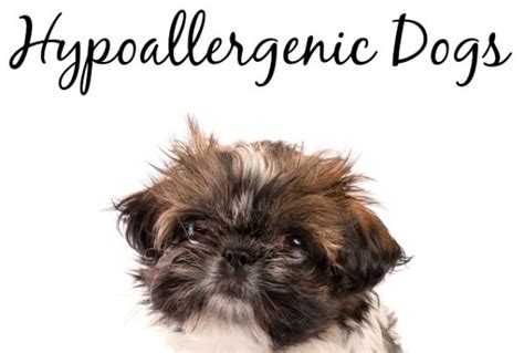 5 Best Small Hypoallergenic Dogs Dogvills