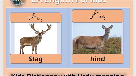 Instant online web hindi text translator in your phone, tablet or laptop. Stag Hind Meaning in Urdu Hindi Definition Pronounce ...