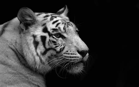 White Tiger Wallpapers Free Download