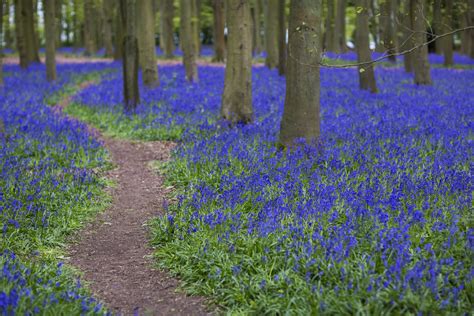 How To Enjoy Bluebells From Home — And How To Plant Them To Enjoy Your
